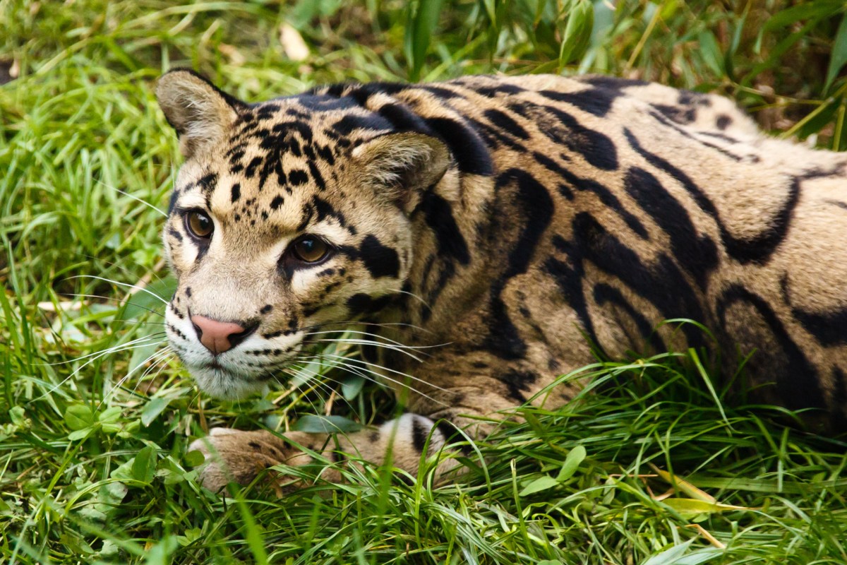 clouded leopard